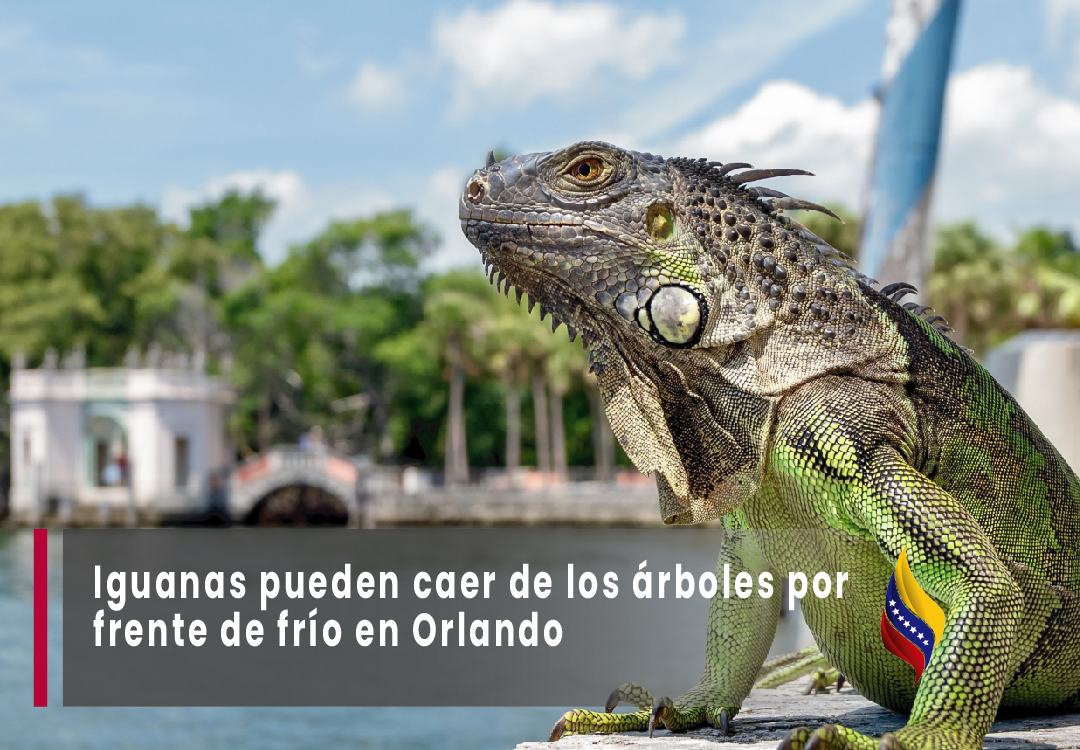 Iguanas pueden caer de los árboles por frente de frío