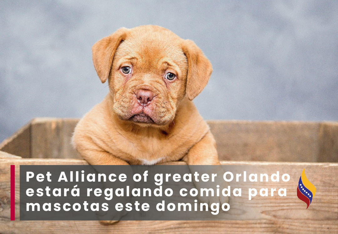 Pet Alliance of greater Orlando estará regalando comida para mascotas este domingo